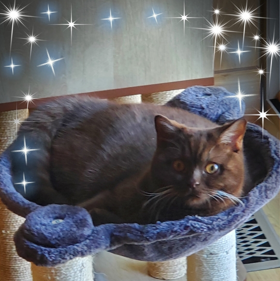 macolombo